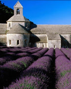 Lavendelblüten BIO