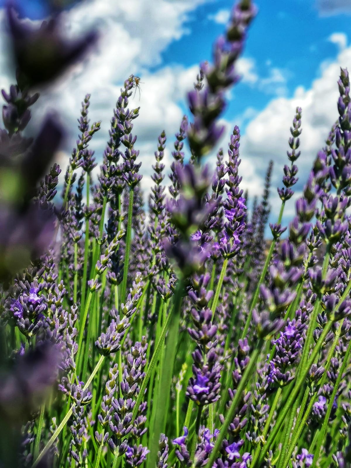 Lavendelblüten BIO