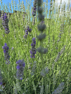 ABENDDUFT – Lavendelblüten